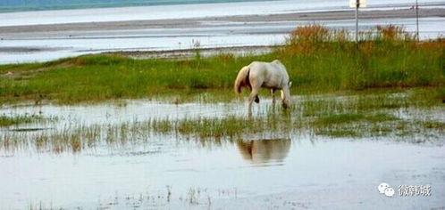 韩城黄河滩吃瓜某网红,揭秘黄河滩西瓜的独特魅力 第3张 韩城黄河滩吃瓜某网红,揭秘黄河滩西瓜的独特魅力 第3张